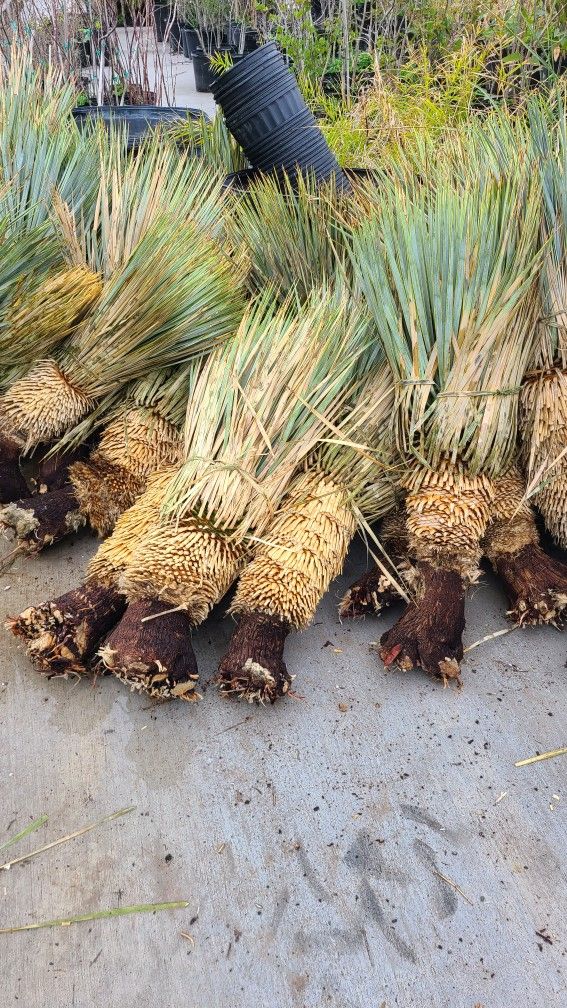 Yuccas Rotrastas Blue Palms Diferentes Tamaños Y Precios