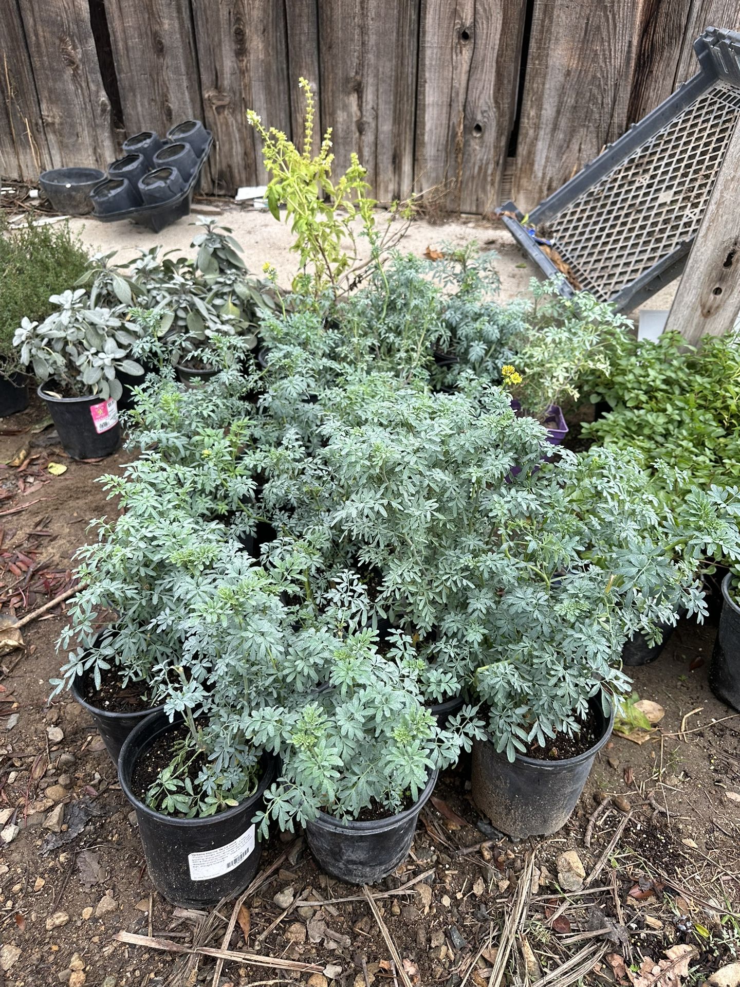 Ruda plants 🪴🍃$8.00 Each