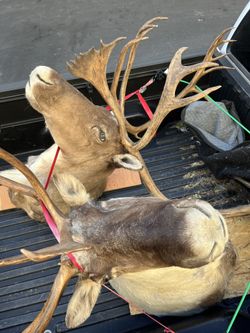 Taxidermy caribou head