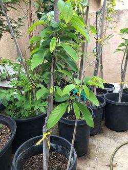 Sugar apple