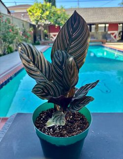 Calathea ornata 6” pot a