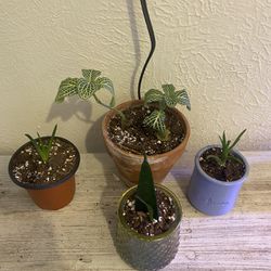 Plant Bundle