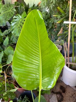 Bird of paradise