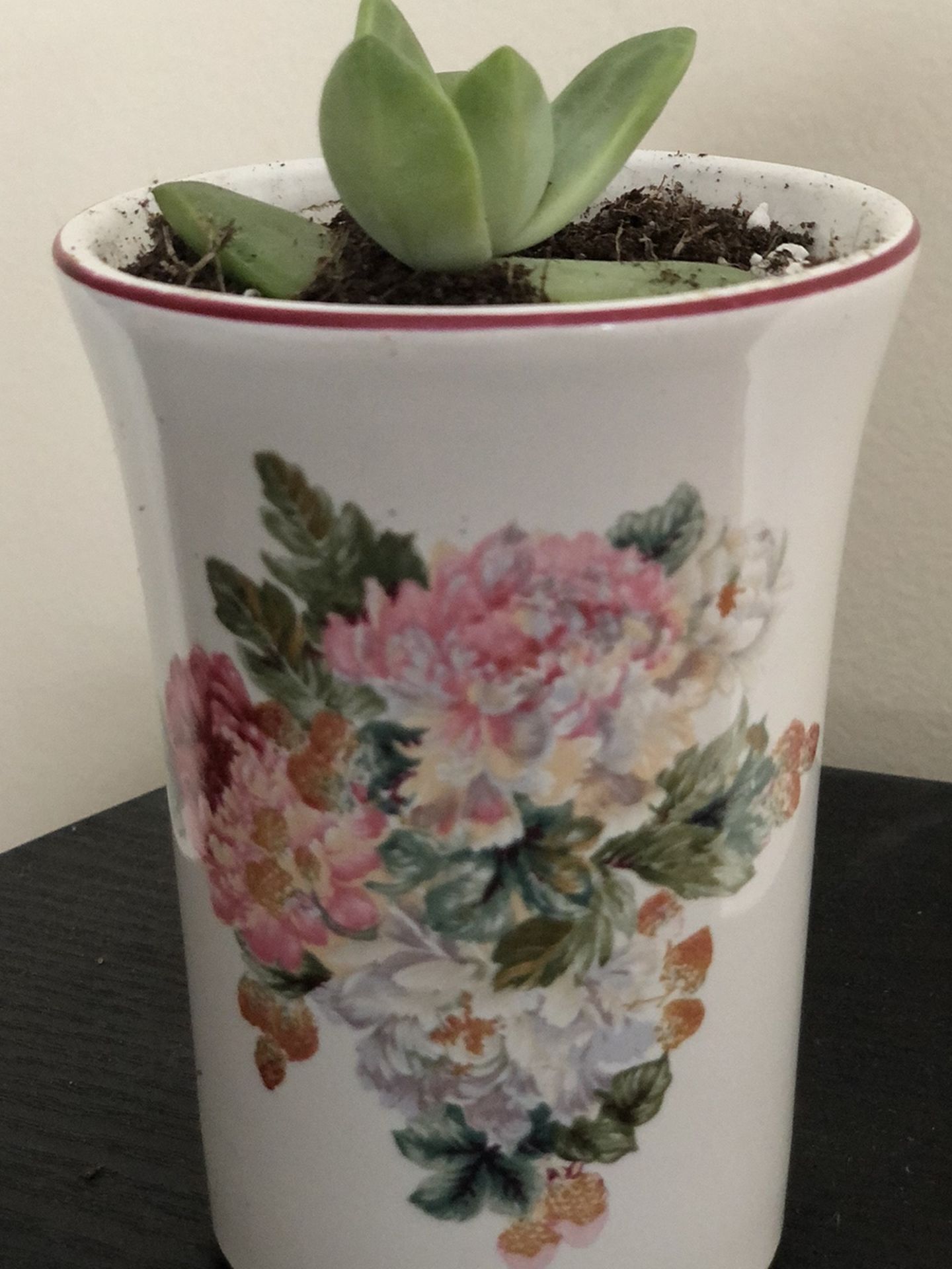 Sedum Succulent In Floral Pot