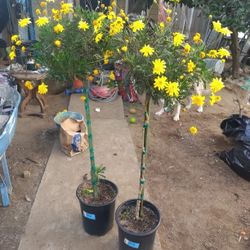 Daisy Double Sunshine 