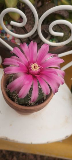 Mine Cactus plant.
