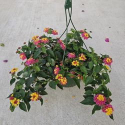 Fuchsia Confetti Lantana Beautiful And Healthy HANGING BASKETS PLANTS ARRIVED. $15 each