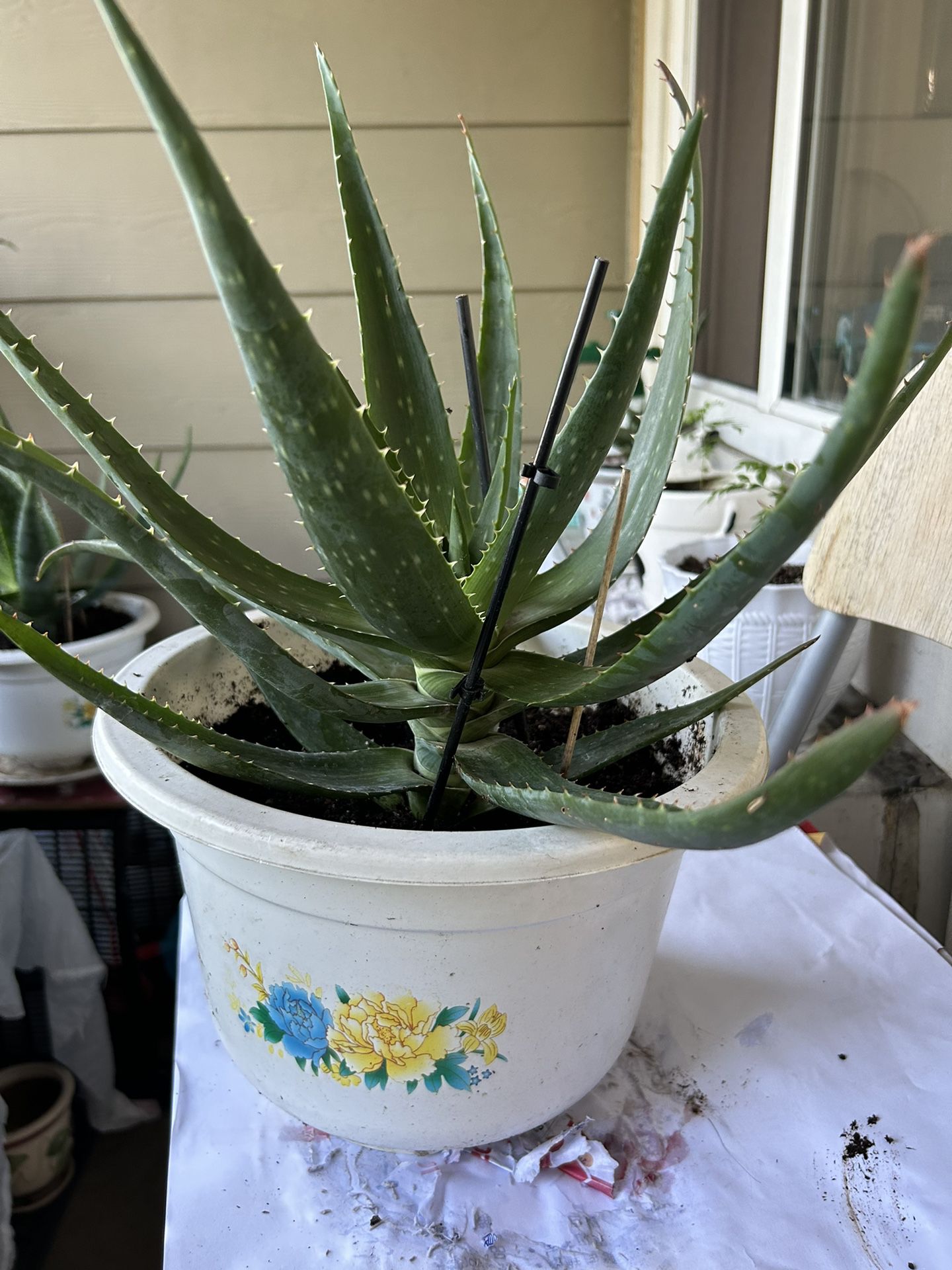Aloe Vera Plant in Plastic Pot 