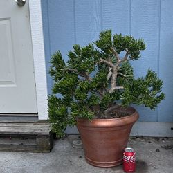 Succulent plant 15 inch pot