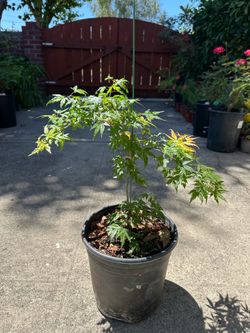 Maple Tree