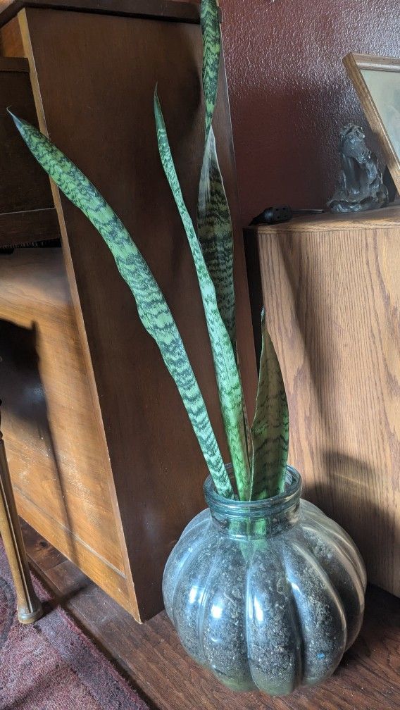 For Sale Large Snake Plant In Glass Pot. $75