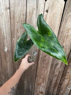 🌿✨ ALOCASIA ZEBRINA AUREA ✨🌿