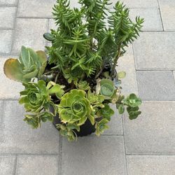 Assorted Succulent Plants 