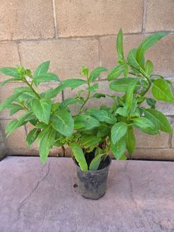 Insulina Plant Medesinal