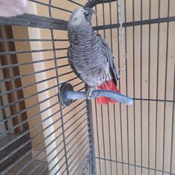 Male & Female African Grey  Congo Parrots 