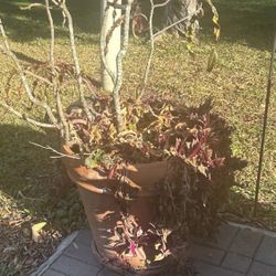 Large 18" Terracotta Planter Pot with Established Plants