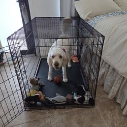 For big dog 26.75 × 44.75