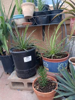 Plantas