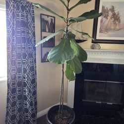 Ficus Iyrata, Or Fiddle Leaf Fig Tree 