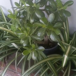 Jade plant