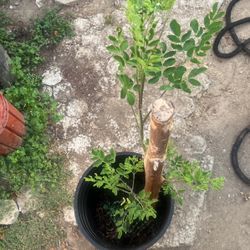 Moringa Plant