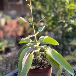 Mexican Hat Succulent 