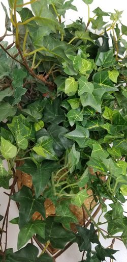 Beautiful Silk Ivy looks real hang against the wall or on top of the tabke