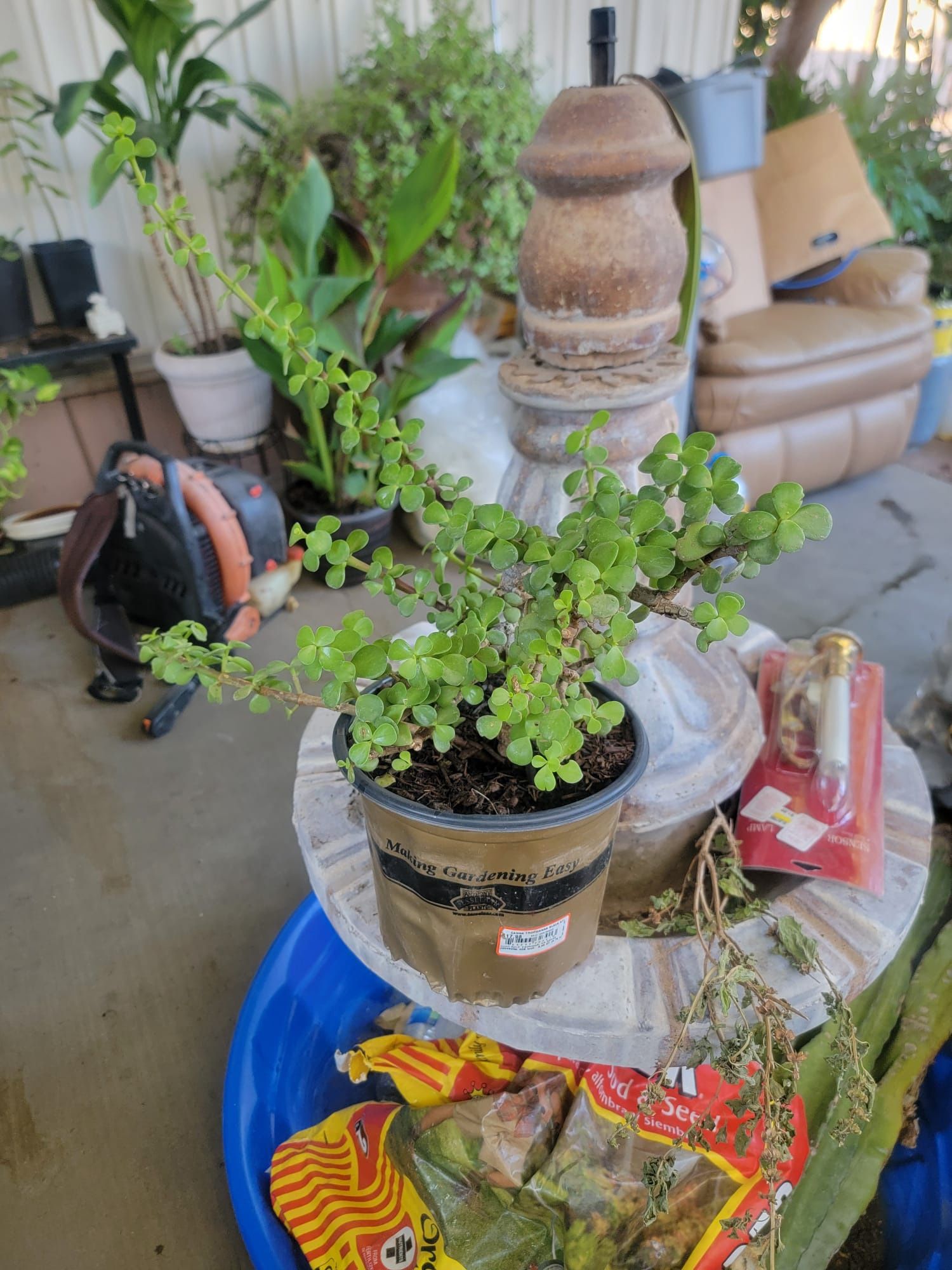 Elephant Plant 