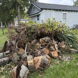 Free Oak Logs 