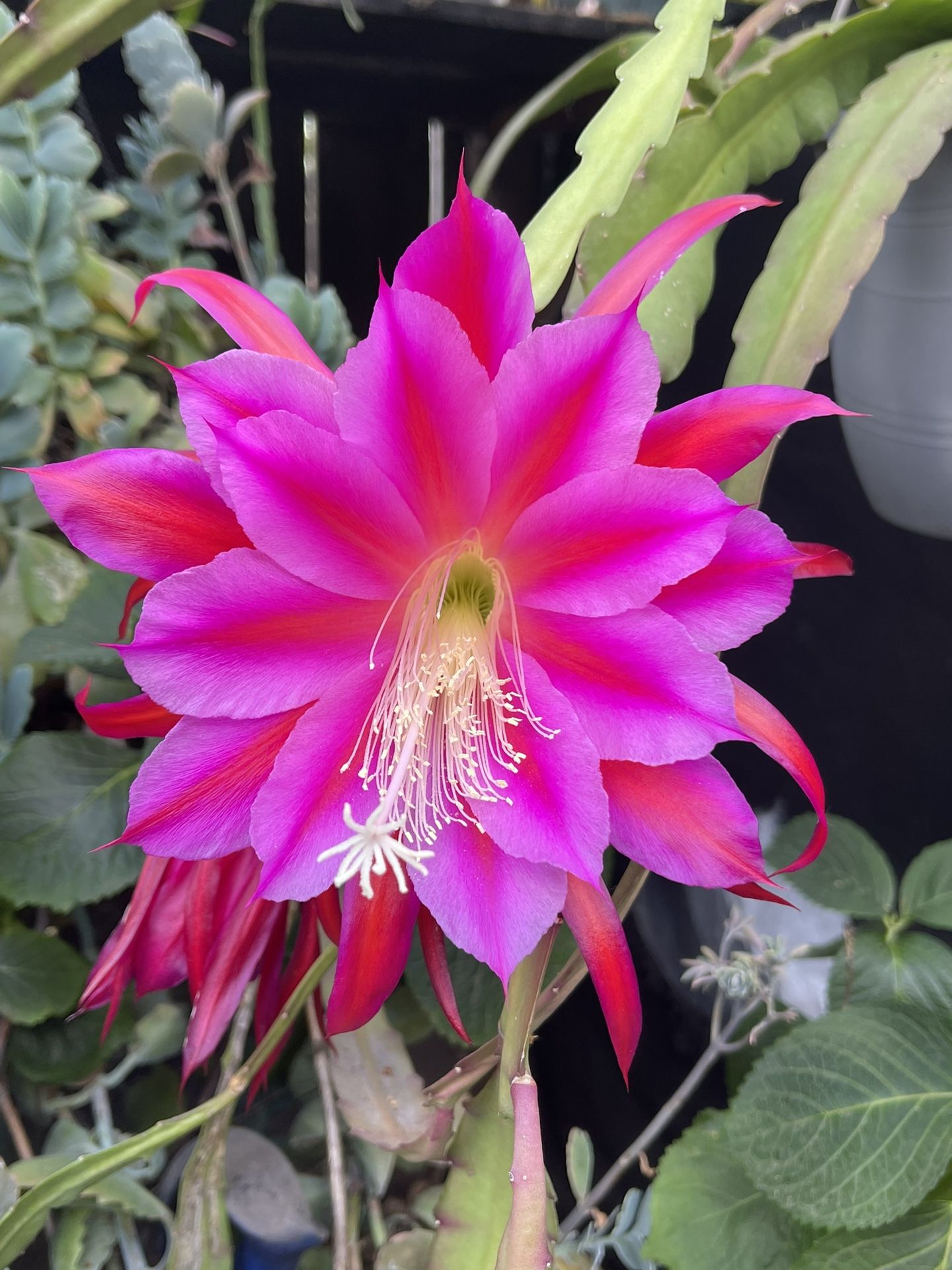 8-10inch  Cuttings Orchid Cactus 