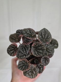 Peperomia pink