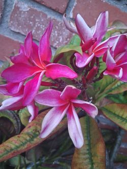 Medium pink Plumeria clipping