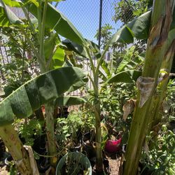 Burro Banana Tree