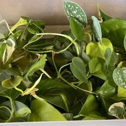 1 Pound - Fresh House Plant Cuttings