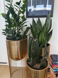 Three Healthy Plants
