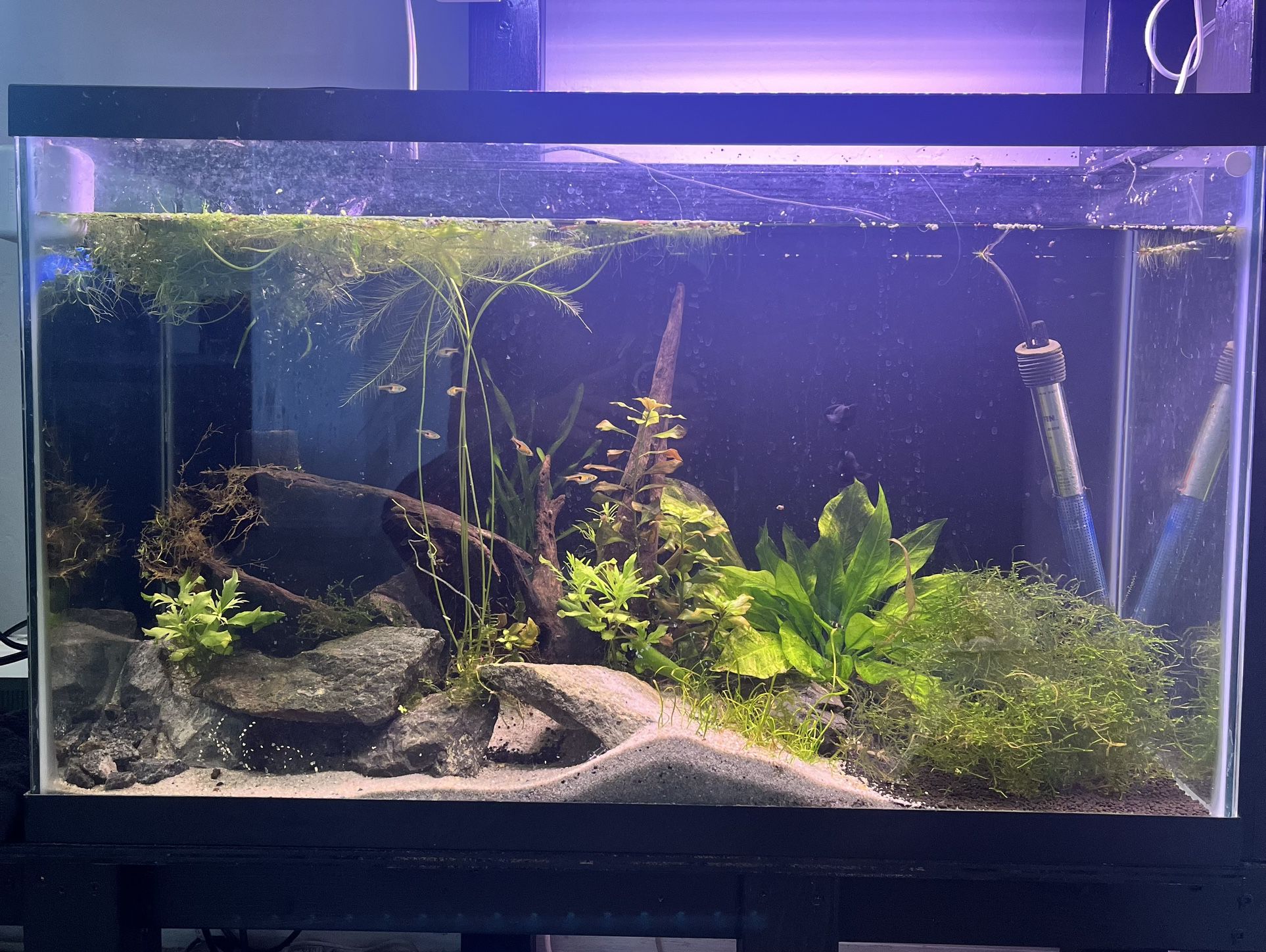 30 Gal Fish Tank 