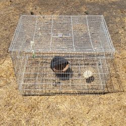 Bird Cage 
