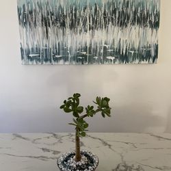 Jade Plants 
