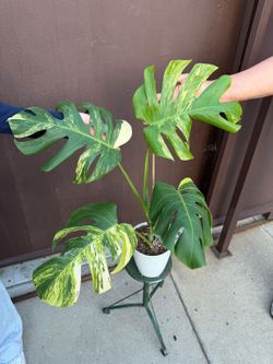 monstera aurea 6” pot