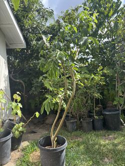 Guava Tree