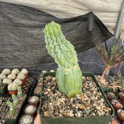 MYRTILLOCACTUS GEOMETRIZANS CV. ‘GLORP’ 4”