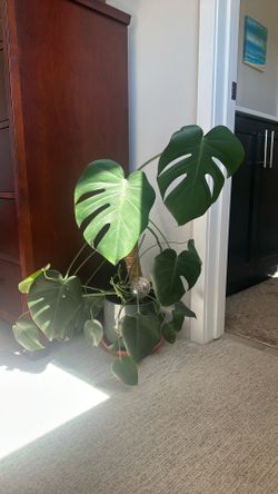 Healthy Monstera Deliciosa in Ceramic Planter with Moss Pole