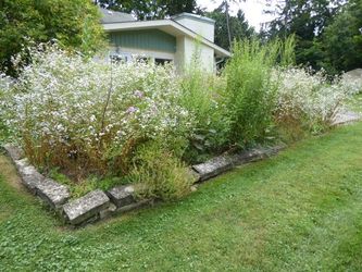 Mature Perennials - Baby's Breath & Mixed, Dig-Your-Own, w/ Limestone Edging
