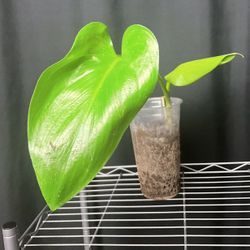 Plant Tools 35ave/glendale 