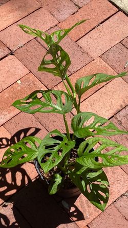 Monteria Or Swiss Cheese Plant