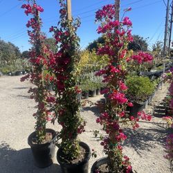 🔥🔥🔥 Bougainvilleas