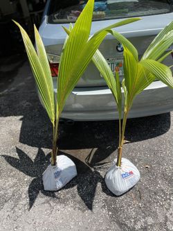 Coconut Palms