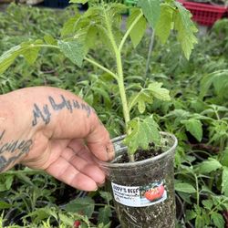  MASTER-GARDENER GROWN ORGANIC TOMATO PLANTS.I 