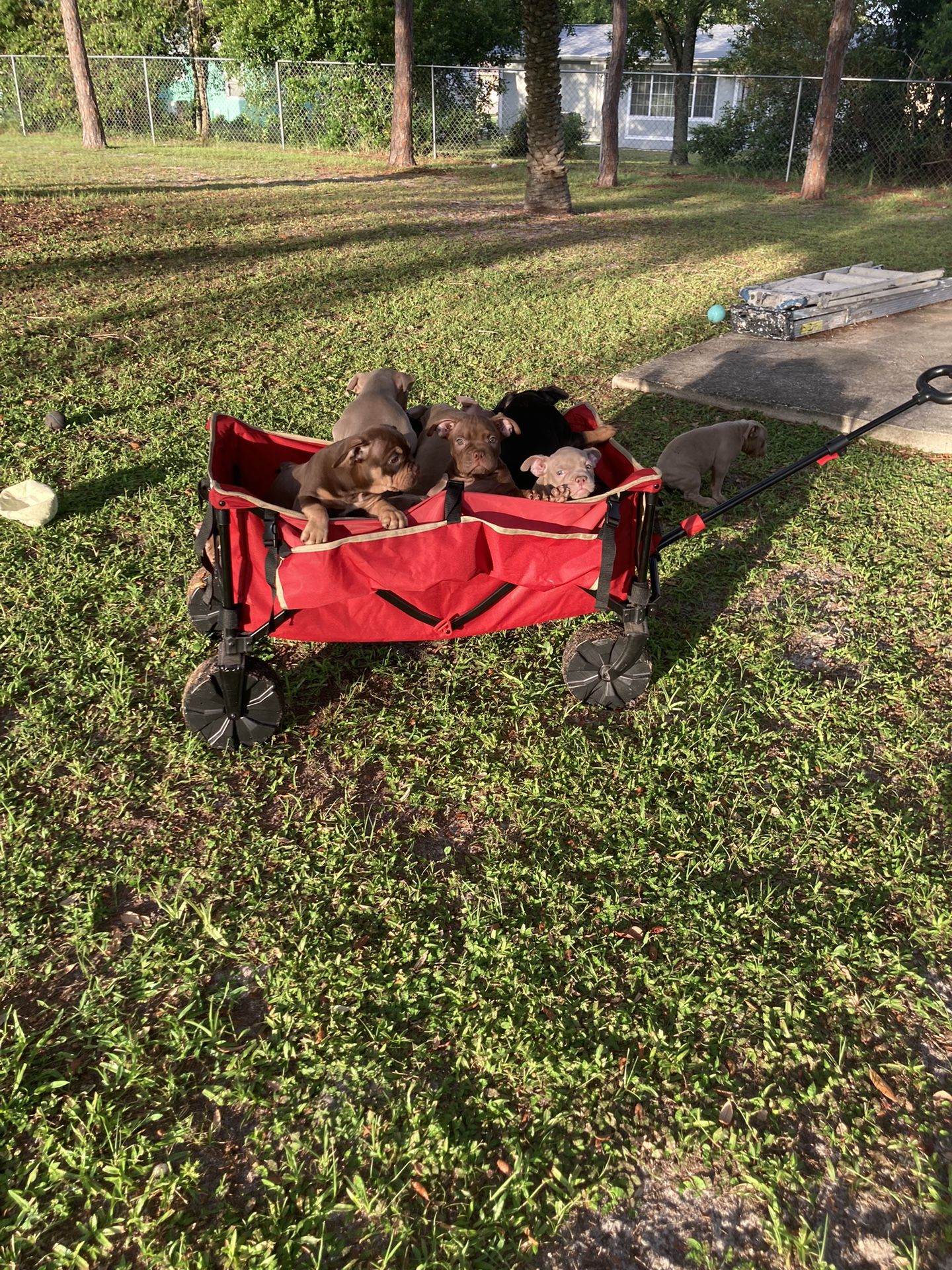 Beach Cart
