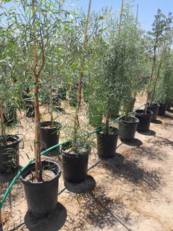 Acacia salicina 15 gal (willow Acacia )